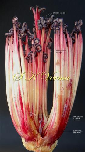  Androecium